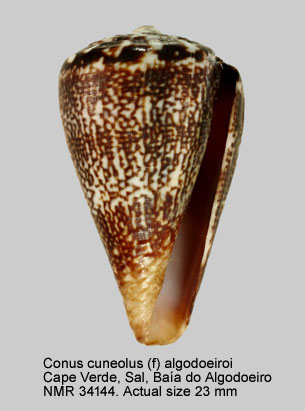 Conus cuneolus (f) algodoero.jpg - Conus cuneolus (f) algodoeiroiReeve,1844